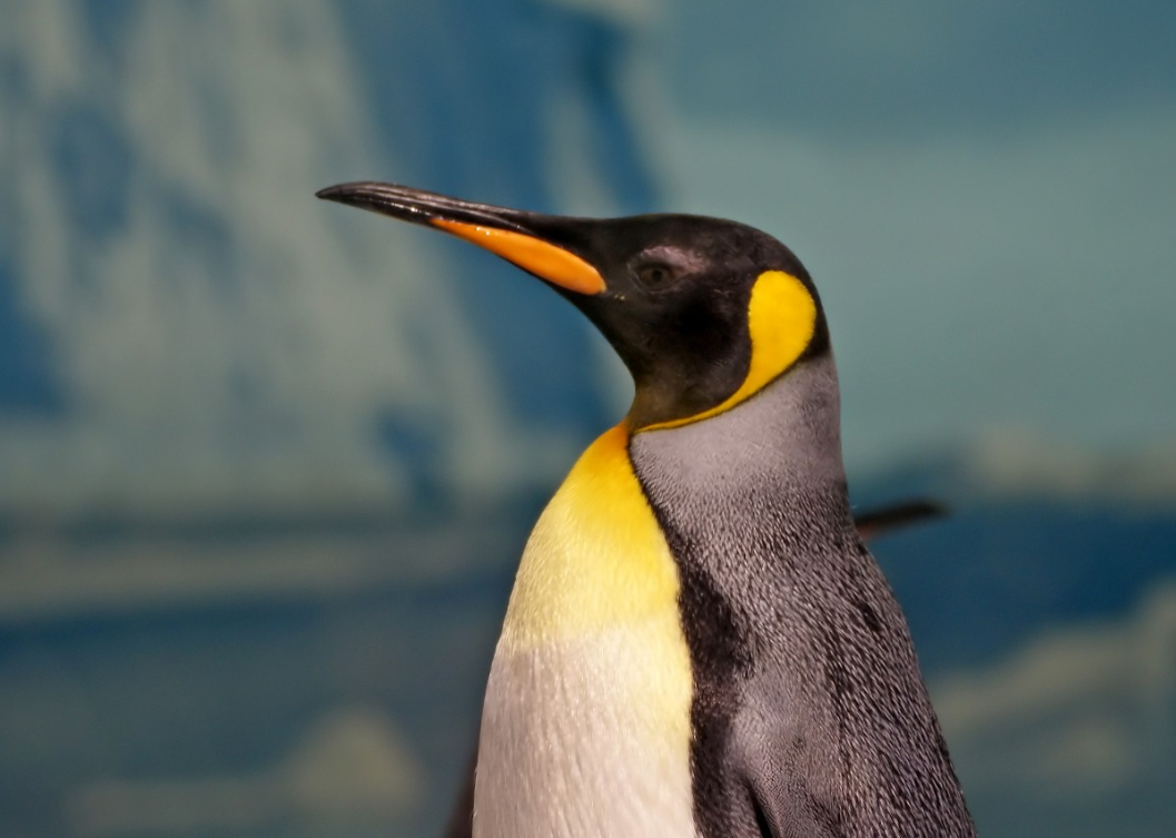 Penguin Close Up